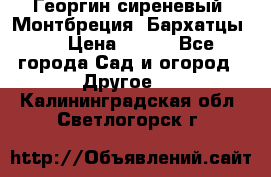 Георгин сиреневый. Монтбреция. Бархатцы.  › Цена ­ 100 - Все города Сад и огород » Другое   . Калининградская обл.,Светлогорск г.